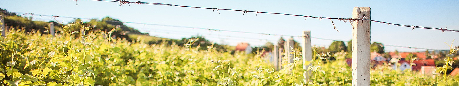 Blick in einen Weinberg ©DLR